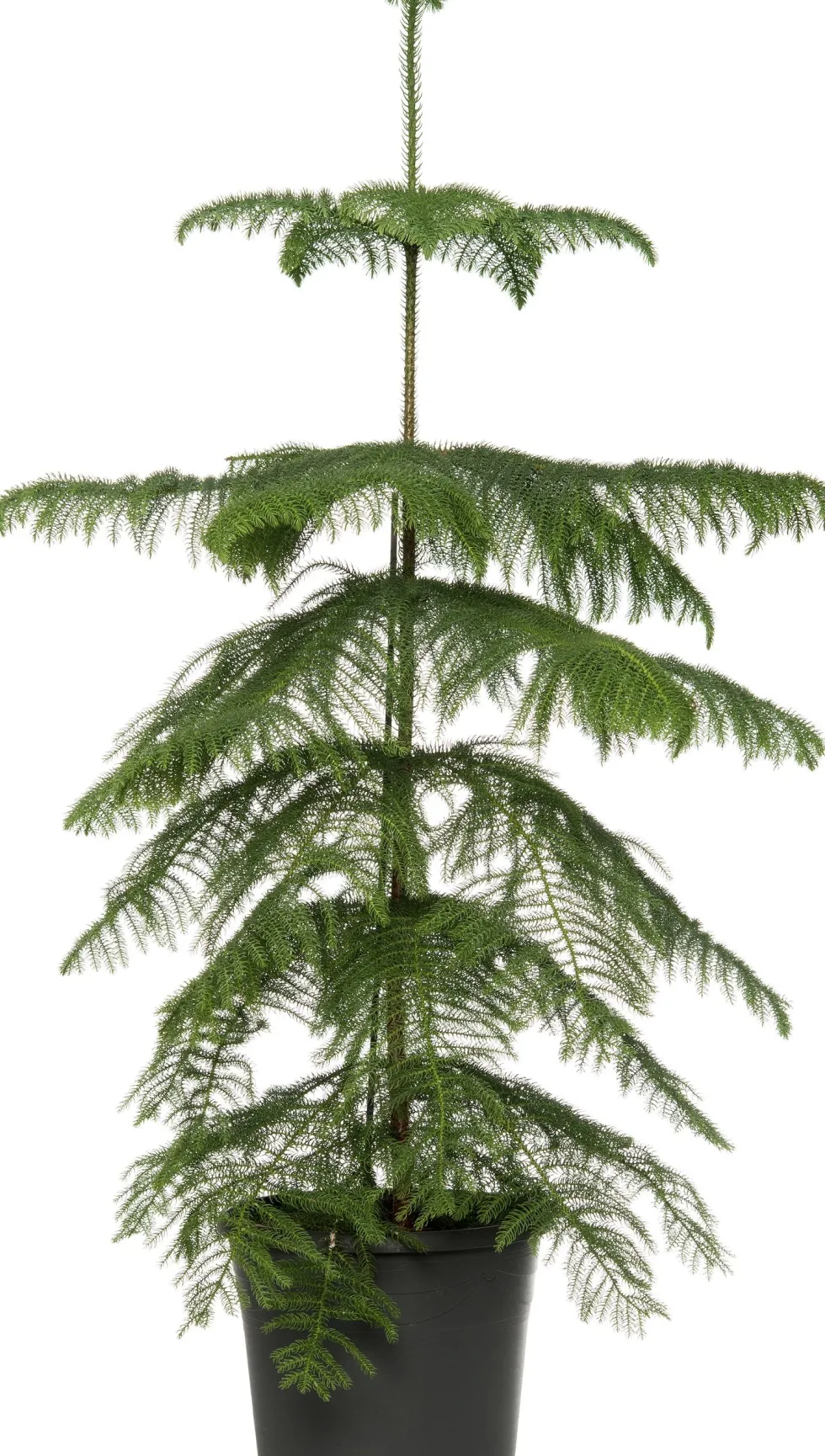 Kamerden (Araucaria heterophylla) D 21 H 80 cm