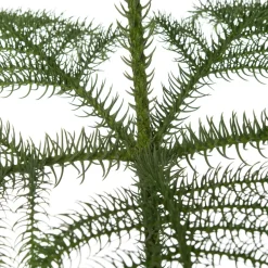 Kamerden (Araucaria heterophylla) D 17 H 60 cm