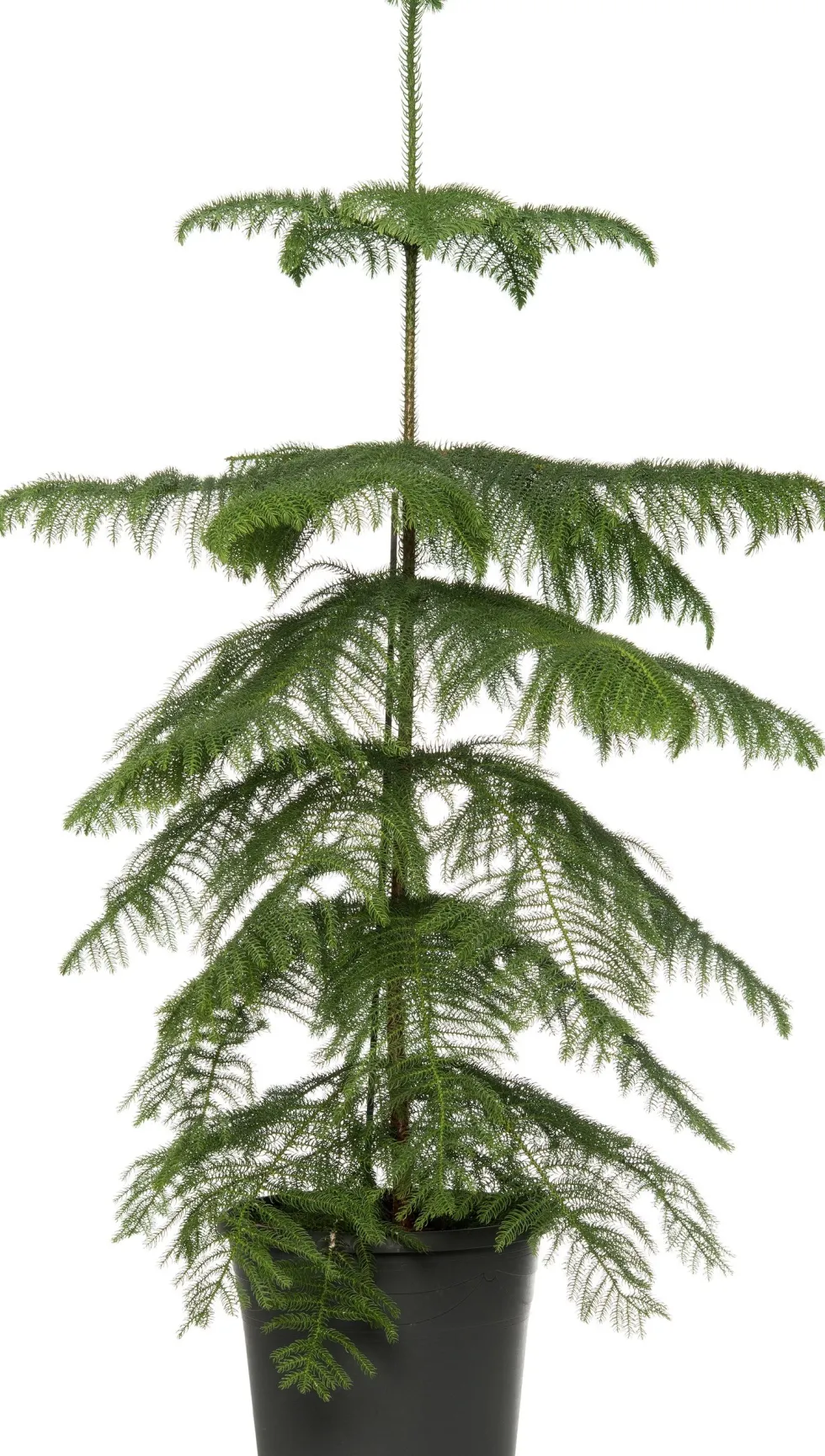 Kamerden (Araucaria heterophylla) D 17 H 60 cm