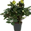 Kerstroos (Helleborus 'Beauty Princess') D 17 H 45 cm