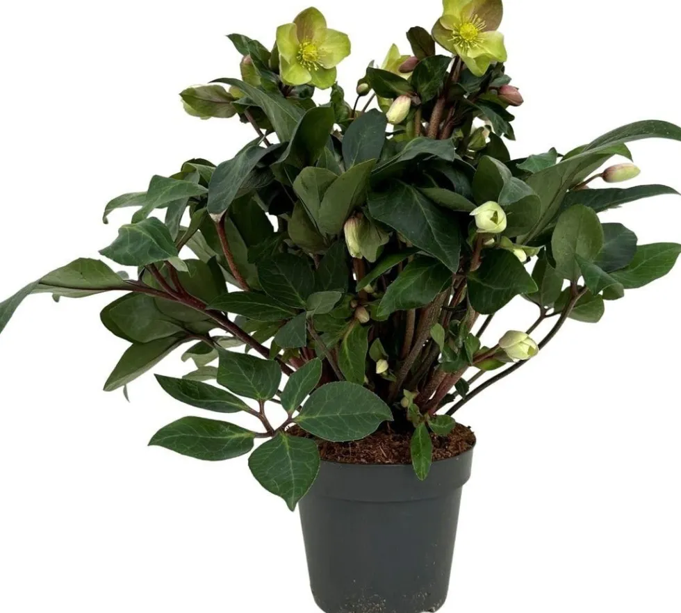 Kerstroos (Helleborus 'Beauty Princess') D 17 H 45 cm