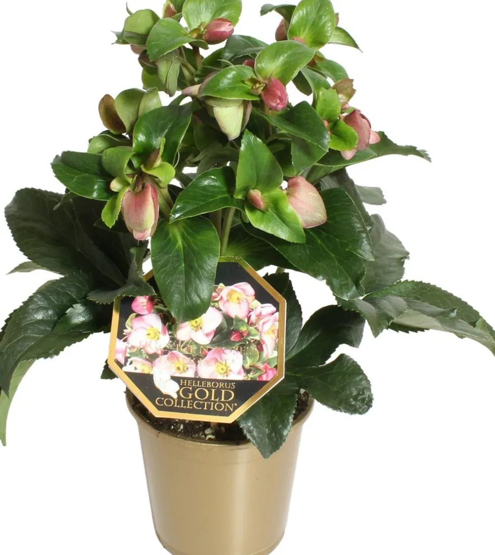 Kerstroos (Helleborus (HGC) 'Ice N' Roses® Early Rose') D 15 H 50 cm