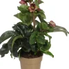 Kerstroos (Helleborus (HGC) 'Ice N' Roses® Early Red') D 15 H 50 cm