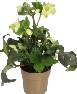 Kerstroos (Helleborus (HGC) 'Ice N' Roses® White') D 15 H 40 cm