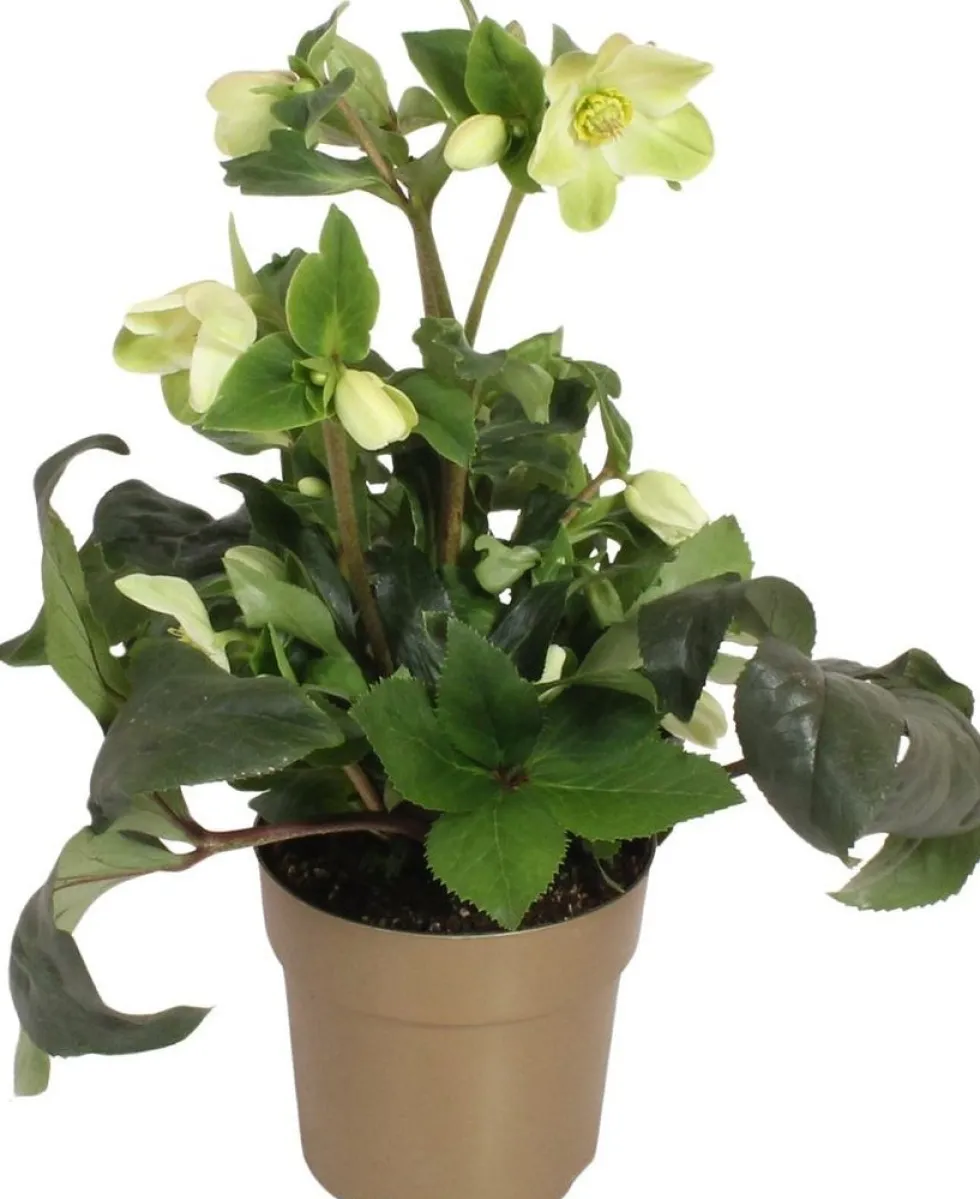 Kerstroos (Helleborus (HGC) 'Ice N' Roses® White') D 15 H 40 cm