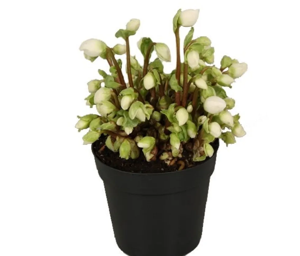 Kerstroos (Helleborus niger 'Verboom Beauty') D 12 H 15 cm