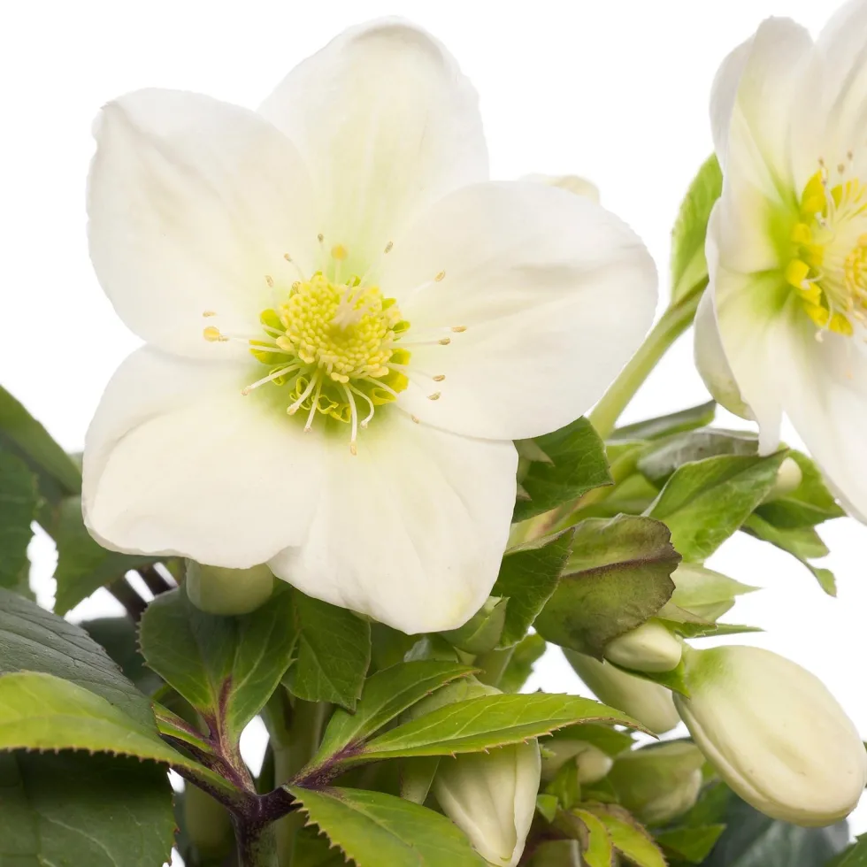 Kerstroos (Helleborus niger 'Verboom Beauty') D 12 H 15 cm