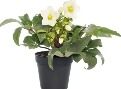 Kerstroos (Helleborus niger 'Verboom Beauty') D 12 H 15 cm
