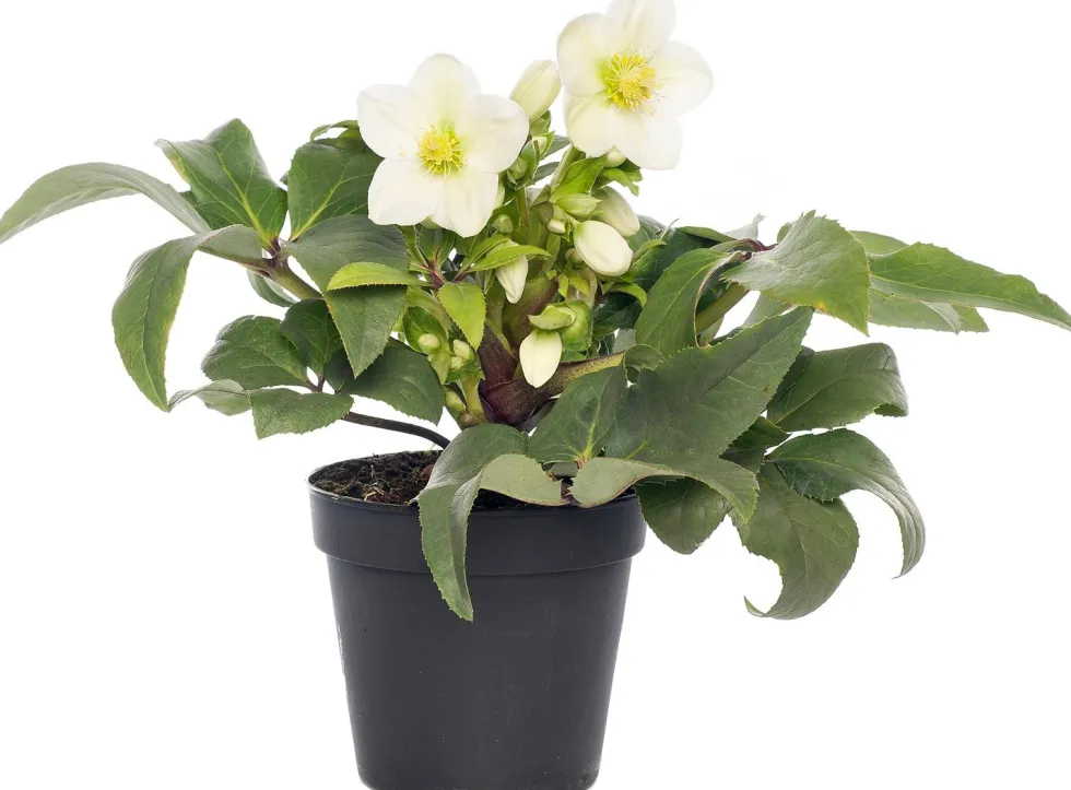 Kerstroos (Helleborus niger 'Verboom Beauty') D 12 H 15 cm