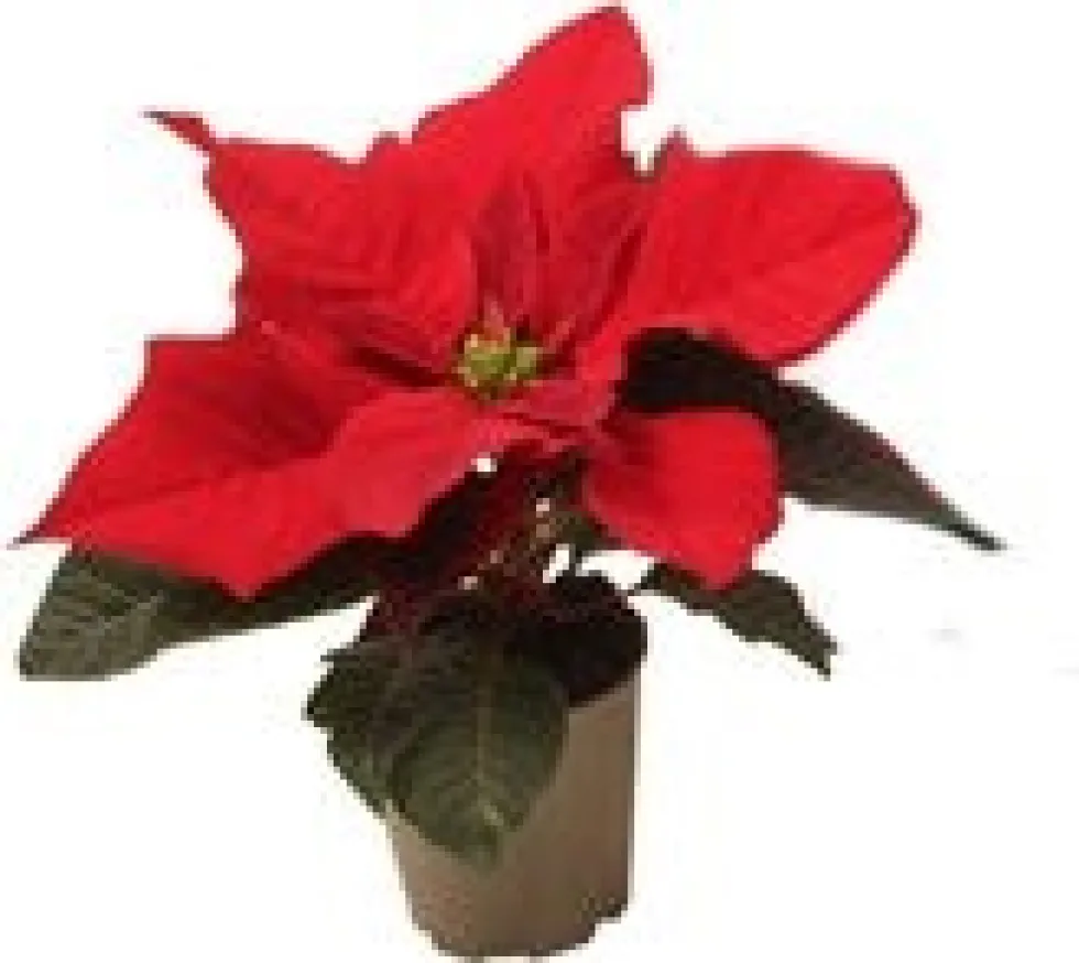 Kerstster (Euphorbia pulcherrima 'Red') D 6 H 13 cm