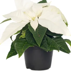 Kerstster (Euphorbia pulcherrima 'White') D 6 H 13 cm