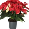 Kerstster (Euphorbia pulcherrima 'Glitter') D 19 H 50 cm