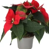 Kerstster (Euphorbia pulcherrima 'Red') D 13 H 30 cm