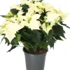 Kerstster (Euphorbia pulcherrima 'Alaska White') D 19 H 50 cm