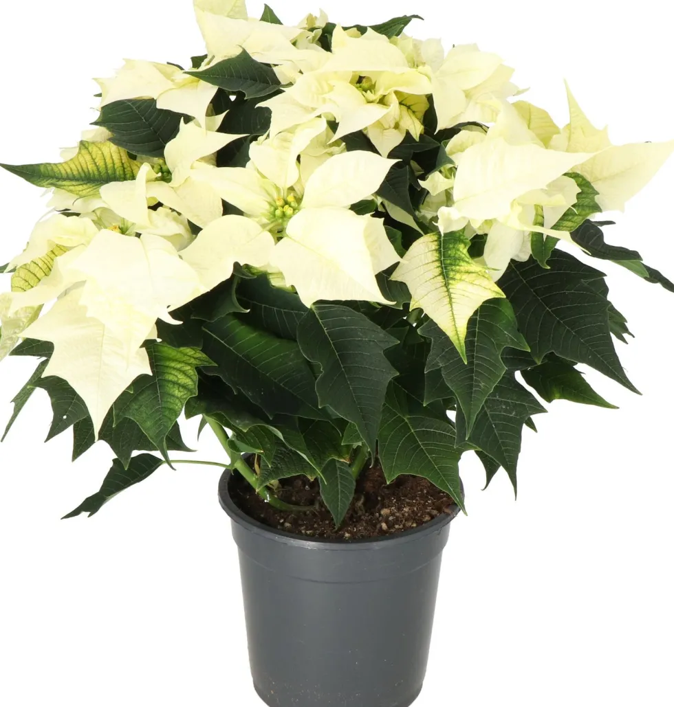 Kerstster (Euphorbia pulcherrima 'Alaska White') D 19 H 50 cm