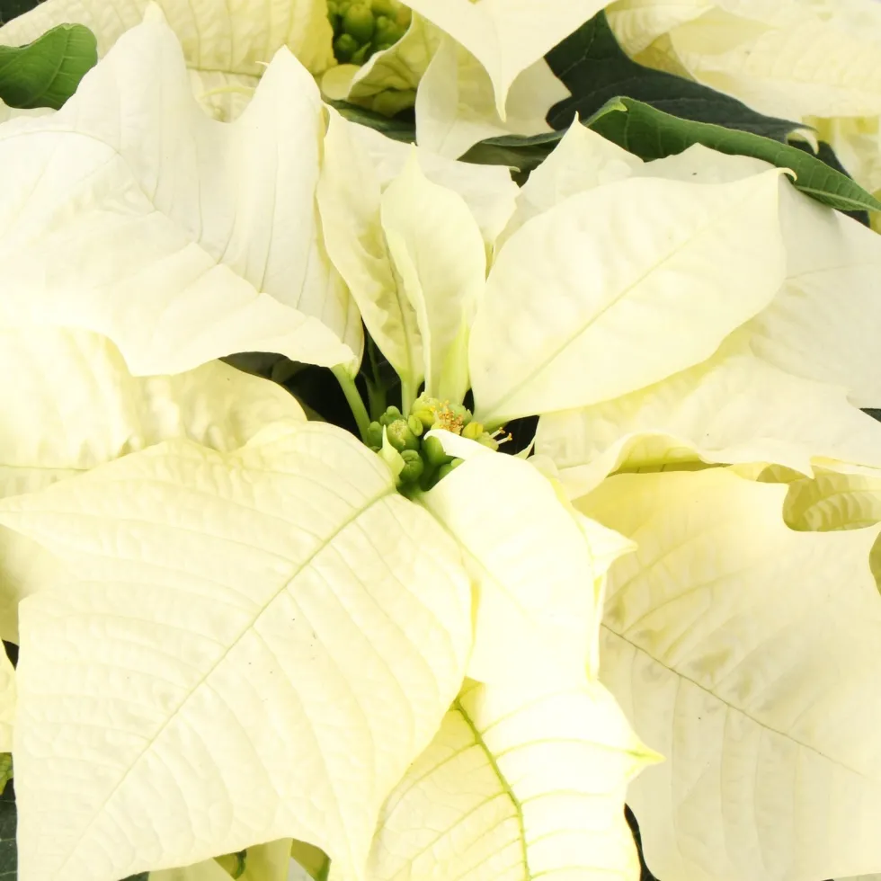 Kerstster (Euphorbia pulcherrima 'Alaska White') D 19 H 50 cm