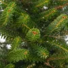 Koreaanse zilverspar kerstboom met kluit 100 - 125 cm