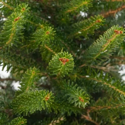 Koreaanse zilverspar kerstboom met kluit 100 - 125 cm