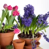 Mega Collections plantenschotel terracotta D 9 H 1,5 cm