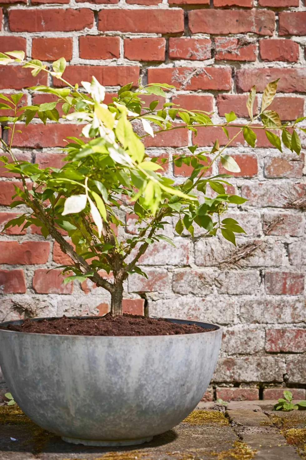 Mica Decorations plantenschaal Bravo grijs D 35 H 17 cm