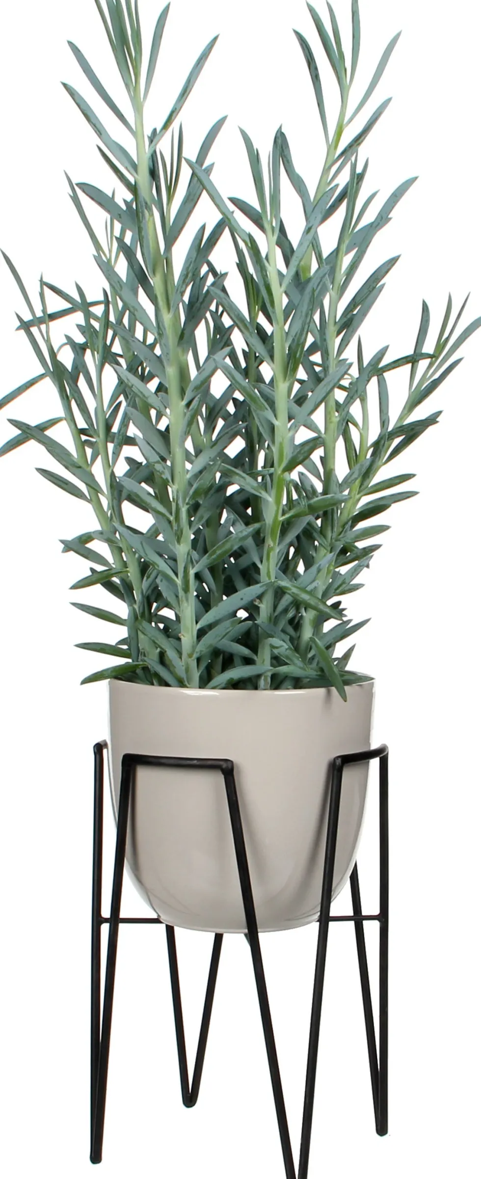 Mica Outdoor plantenkruk Blom Ø 29,5 x 50 cm zwart