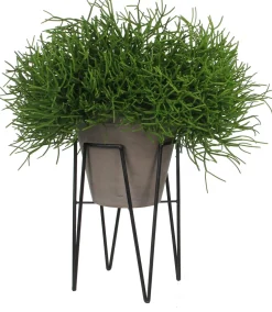 Mica plantenkruk Blom Ø25x38cm zwart
