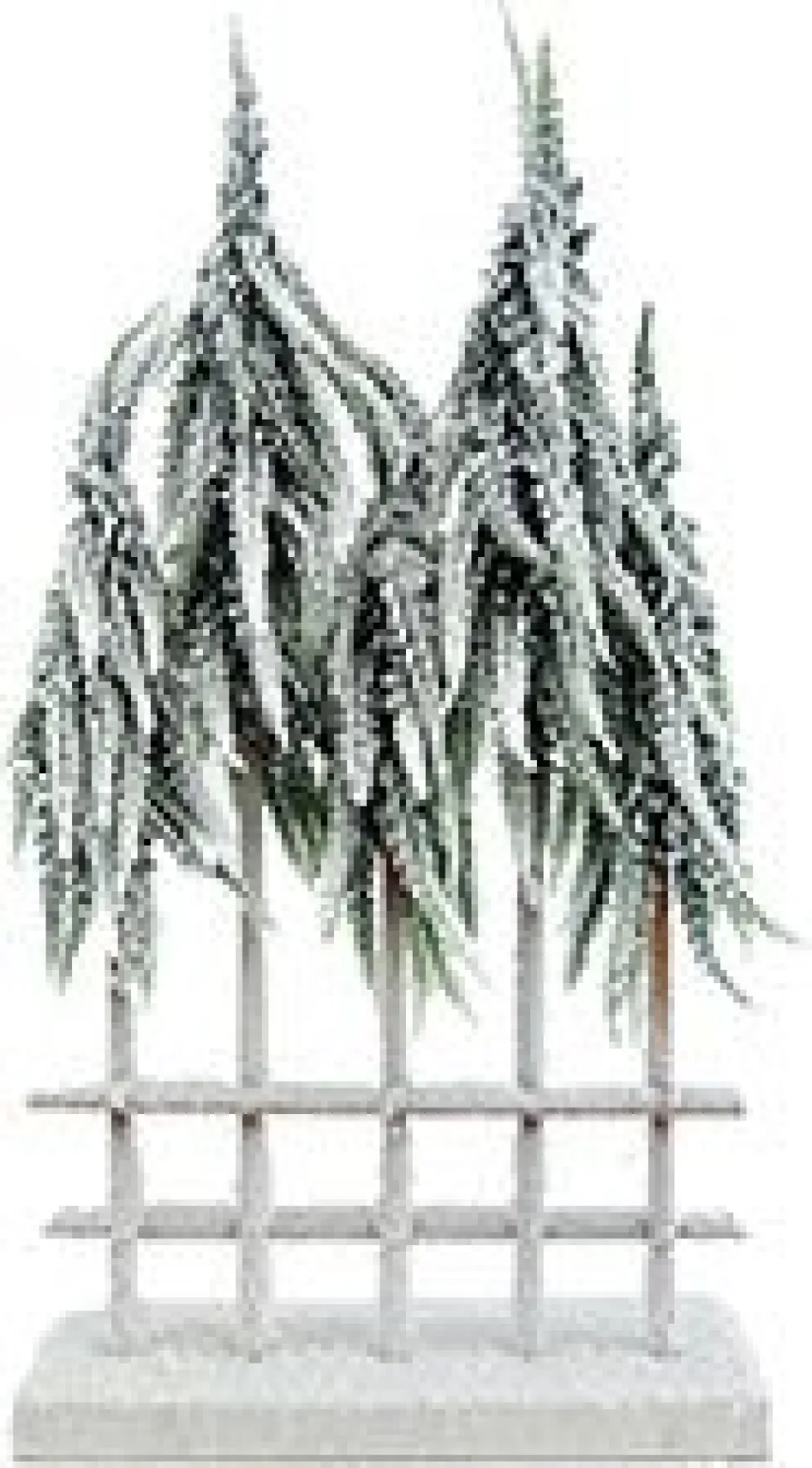 Natural Pine Collection decoratieboom Pine boom met sneeuw wit 25 x 8 x 48 cm