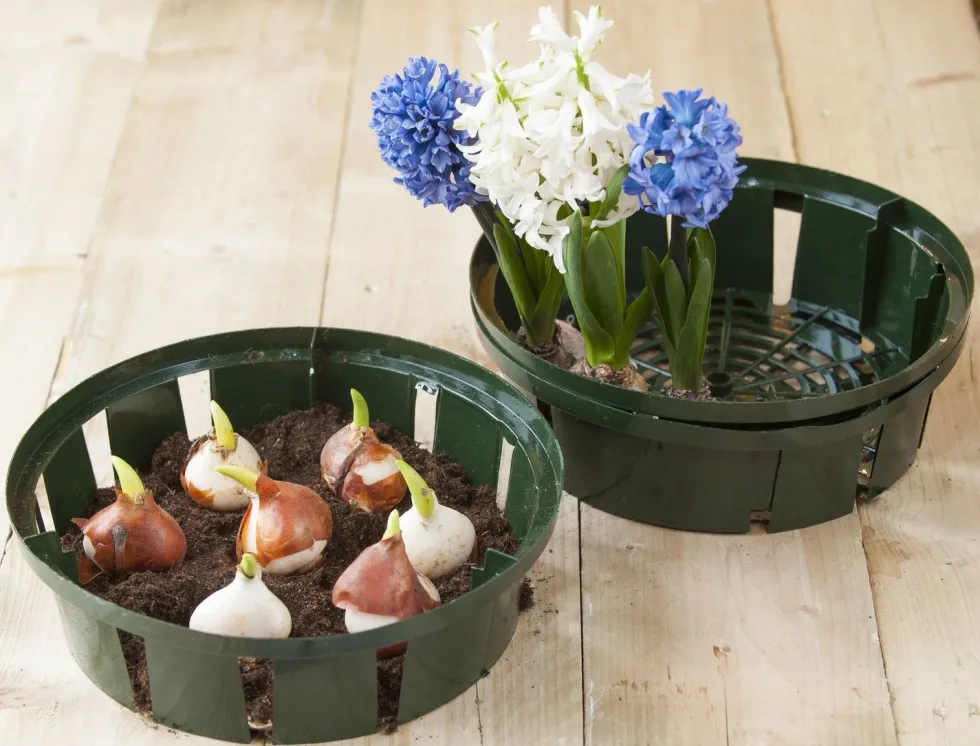 Nature bollenplantmand groen D 26 H 7,5 cm 3 stuks