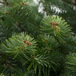 Nordmann kerstboom gezaagd 175 - 200 cm