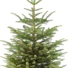 Nordmann kerstboom gezaagd 240-280 cm