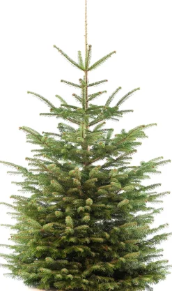 Nordmann kerstboom gezaagd 240-280 cm