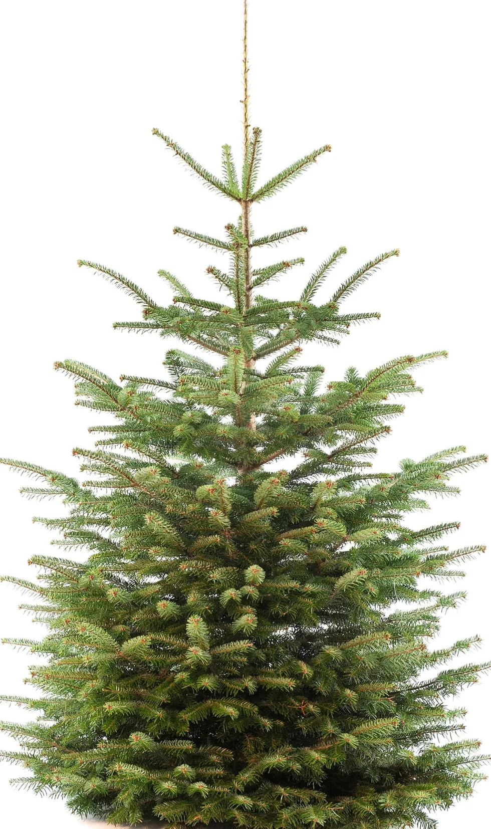 Nordmann kerstboom gezaagd 240-280 cm