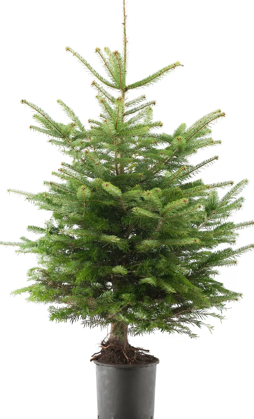 Nordmann kerstboom in pot 100 - 125 cm