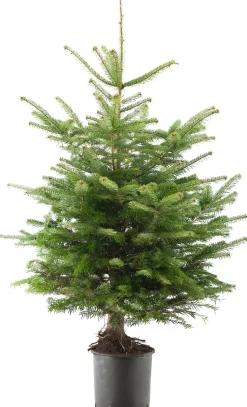 Nordmann kerstboom in pot 80 - 100 cm