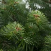 Nordmann kerstboom in pot 60 - 80 cm