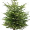 Nordmann kerstboom in pot 100 - 125 cm
