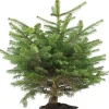 Nordmann kerstboom in pot 60 - 80 cm