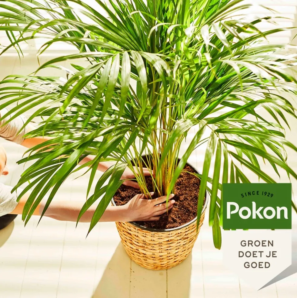 Pokon palmen potgrond 10 L