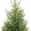 Servische spar kerstboom in pot 150 - 175 cm