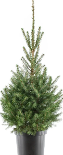 Servische spar kerstboom in pot 80 - 100 cm