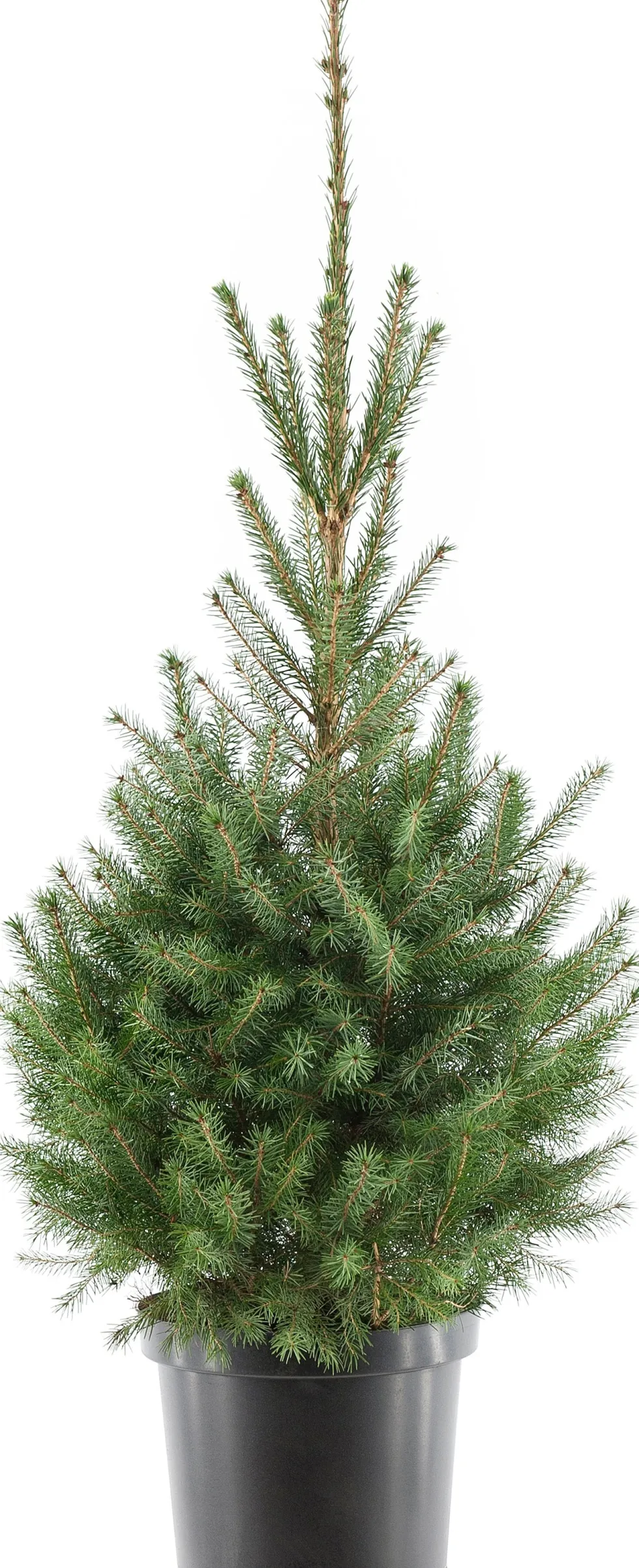 Servische spar kerstboom in pot 80 - 100 cm