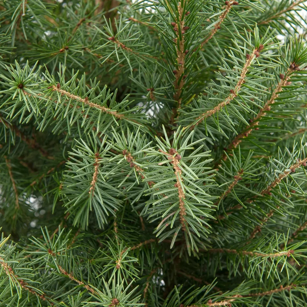 Servische spar kerstboom in pot 80 - 100 cm