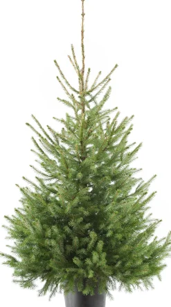 Servische spar kerstboom in pot 100 - 125 cm