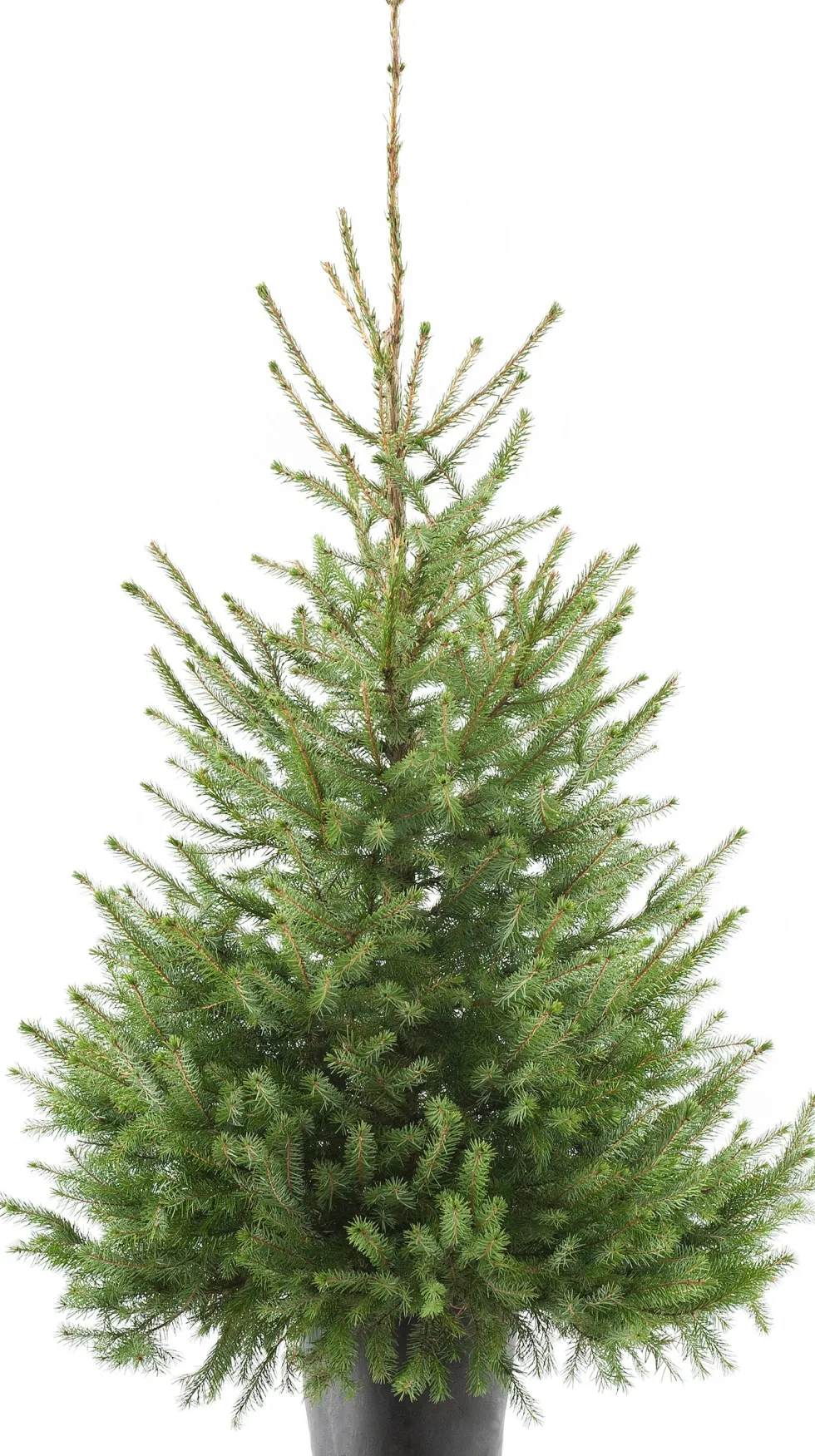 Servische spar kerstboom in pot 100 - 125 cm