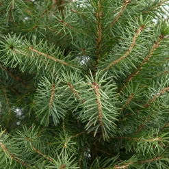 Servische spar kerstboom in pot 175 - 200 cm