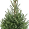 Servische spar kerstboom in pot 80-100 cm