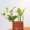 TS bloempot Marlijn bruin / zwart D 8 H 7 cm