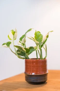 TS bloempot Marlijn bruin / zwart D 8 H 7 cm