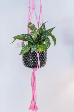TS plantenhanger macramé roze H 120 cm