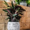 TS plantentrolley zwart D 33 H 6 cm